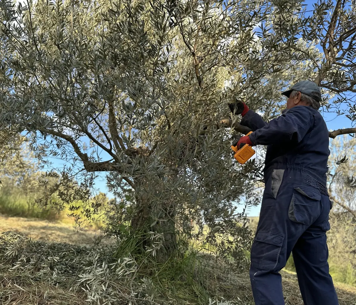 Pruning our family olive trees in Greece